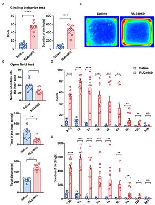 BDNF Alleviates Microglial Inhibition and Stereotypic Behaviors in a Mouse Model of Obsessive-Compulsive Disorder